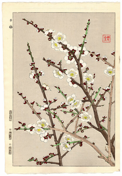 FIORI DI PRUNO BIANCHI (Kawarazaki Shodo)